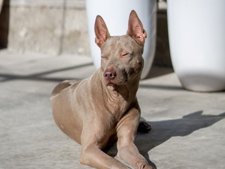 Phu Quoc Ridgeback Dog