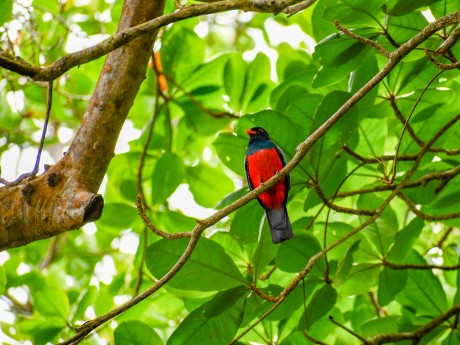 Slaty-tailed Trogon 1