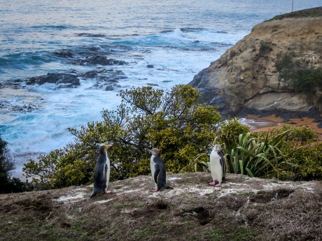 Neuseeland_Südinsel_Otago Halbinsel_Ping