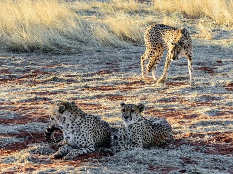 Bagatelle Kalahari Game Ranch, Mariental