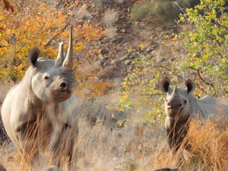 Palmwag Lodge_Namibia_Rhinos_01