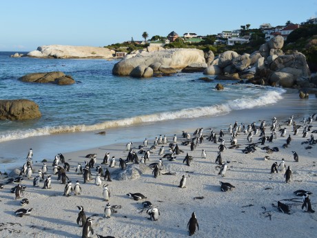 Kapstadt Boulders Beach Pinguin Kolonie