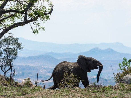 Elefant während einer Safari