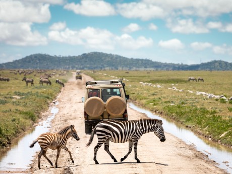 Zebra Familie - Serengeti - Tansania