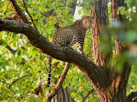 leopard in the tree