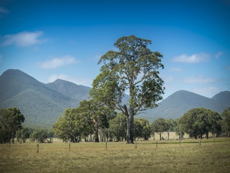 Trees and mountain in Grampians