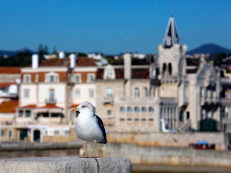 Möwe in Estoril