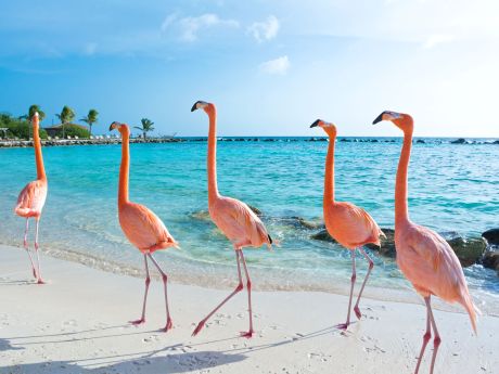 Pink flamingos on Aruba 