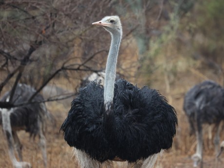 Ostrich