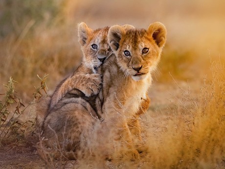 Zanzibar and Selous/Nyerere National Park