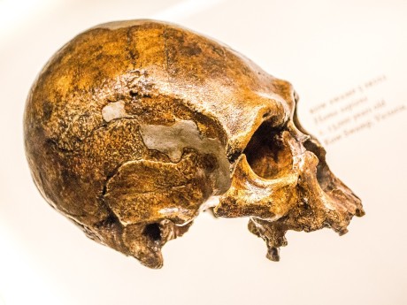 Lucy's Skull