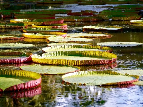 Seerosen von Mauritius