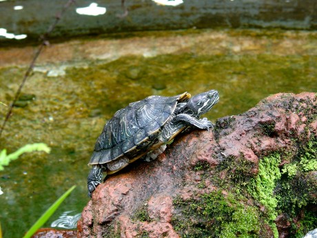 River Turtle