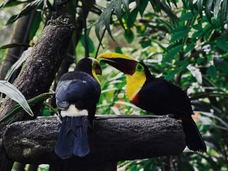Toucans