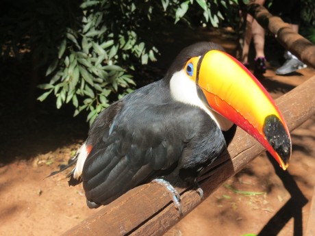 Toucan Pantanal