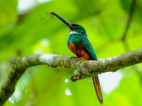 Amazon Kingfisher