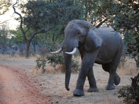 Elefant in Hazyview