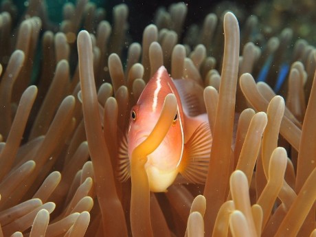 Korallen auf den Malediven