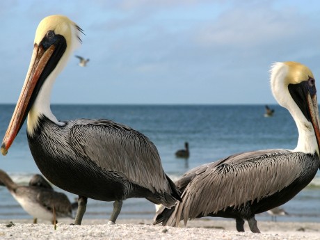 Peruvian Pelicans