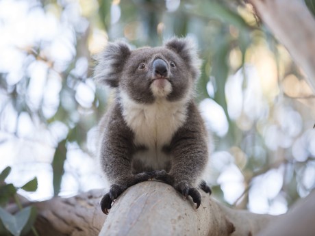 Kangaroo Island Koala
