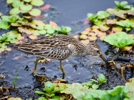 Greater Yellowlegs