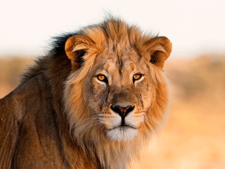 Suedafrika Loewen