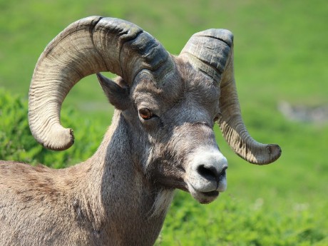 Animal in Jasper 