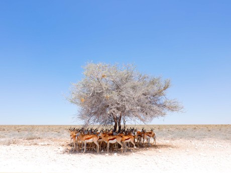Namibia_Etosha Nationalpark_Springbock