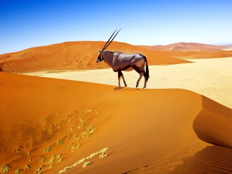 Namibia_Sossuvlei_Oryx
