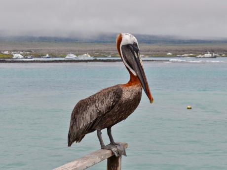 Galapagos Pelican