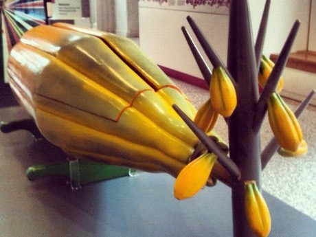 Cocoa Pod Shaped Coffin