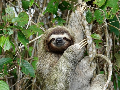 sloth