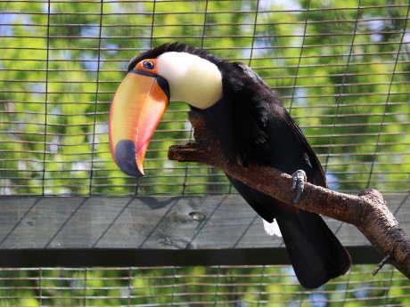 Rescue Toucan