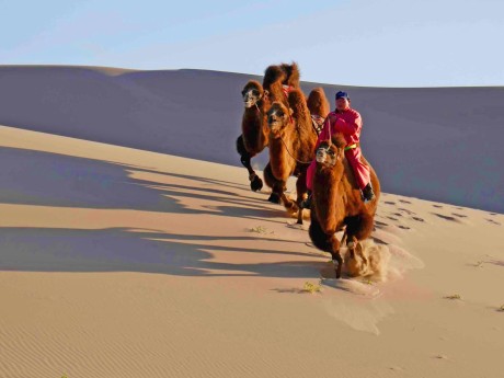 Gobi Desert Khongor Sand Dune Kamelritt