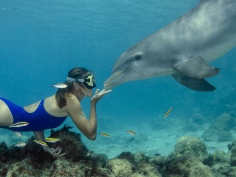 DOLPHIN & SNORKELLING ADVENTURE CURACAO
