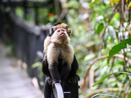 Mono Capuchino, white-faced capuchin