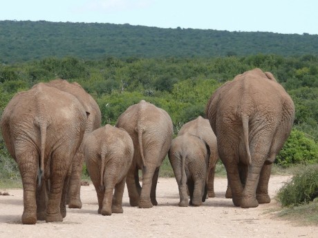 Elefanten im Addo Elephant Park