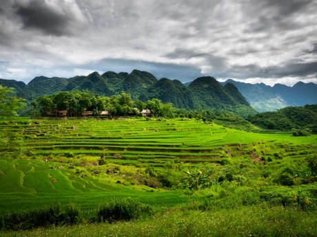 Reisfelder - Pu Luong - Vietnam