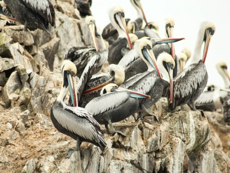 Pelicans of Paracas