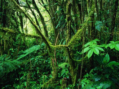 Monteverde Cloud Forest