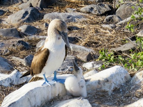 Blue Footed Booby