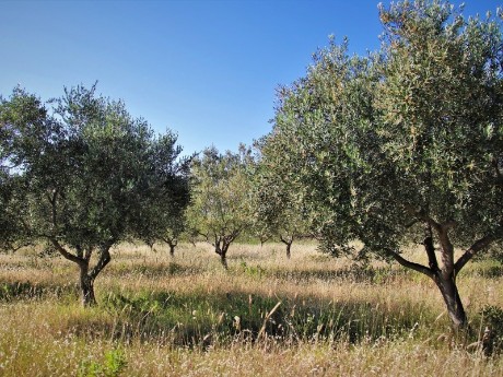 griechenland-olivenbaum