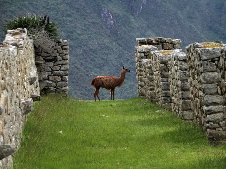 Machu Picchu