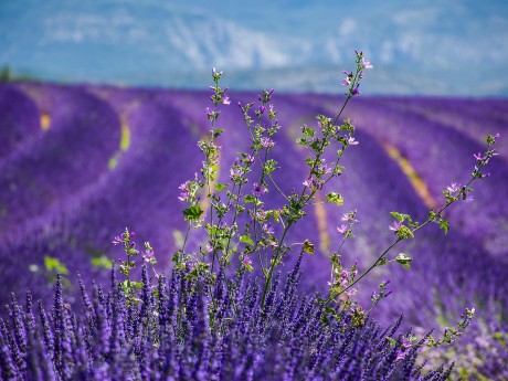 Lavendelfelder in der Provence