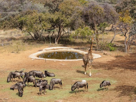 Sebatana Lodge_Südafrika_Wasserloch