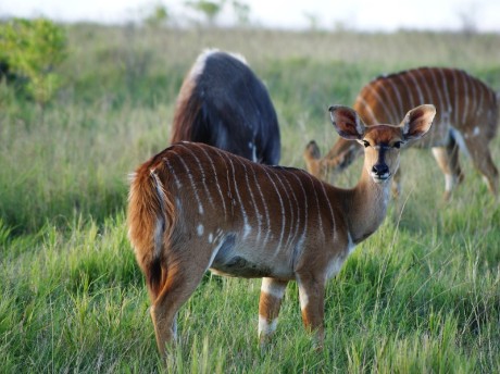 Brown Deer in Kariega Private Game Rese