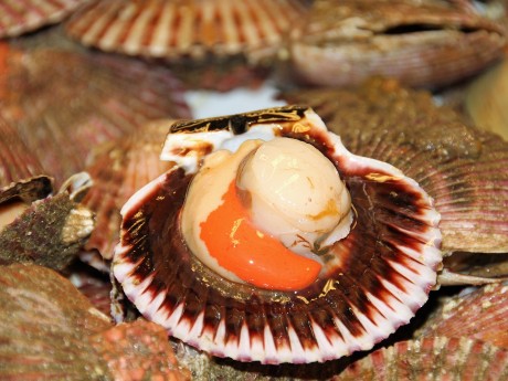 Fresh Scallop