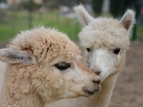 Alpaca