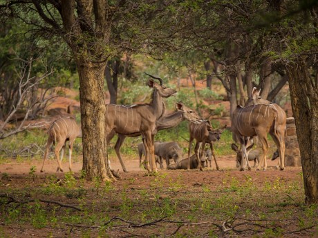 Sebatana Lodge_Südafrika_D5_Matswani_201