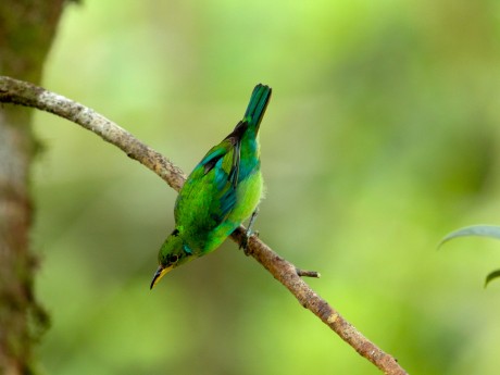 Green Honeycreeper Female